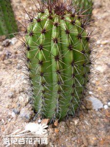 仙人掌（球）茶柱介绍 茶柱图片欣赏