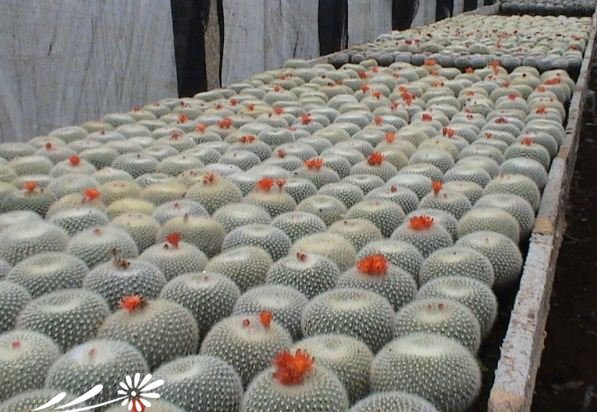 白雪光图片四