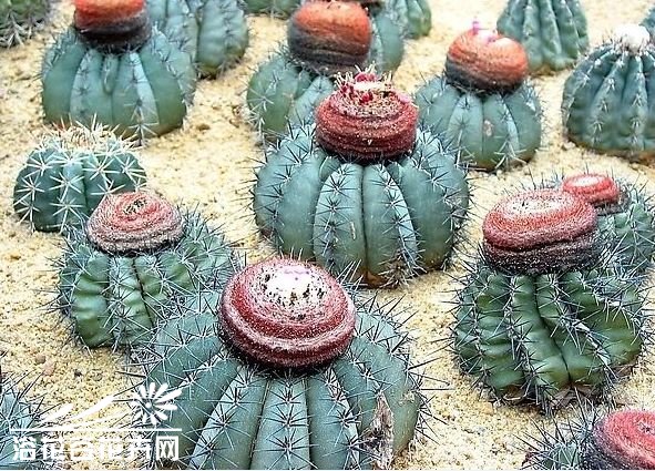 碧云图片二