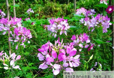 醉蝶花/凤蝶草/蜘蛛花介绍 醉蝶花/凤蝶草/蜘蛛花图片