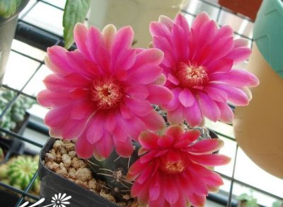 仙人掌（球）绯花玉介绍 绯花玉图片集