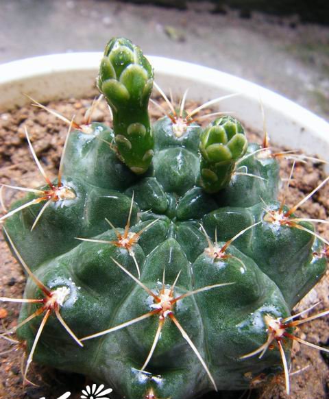 绯花玉图片三