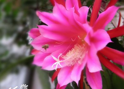 仙人掌（球）锯齿昙花详解 锯齿昙花图片大全
