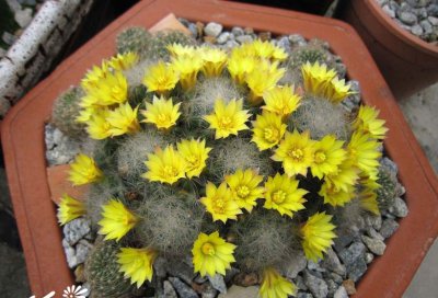 仙人掌（球）花香球介绍 花香球图片
