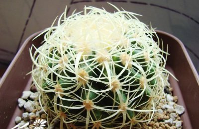 仙人掌（球）狂刺金琥简介 狂刺金琥图片大全