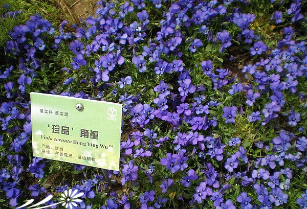 角堇图片五