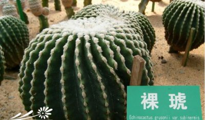 仙人掌（球）裸琥简介 裸琥图片集