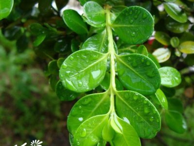 植物黄杨简介 黄杨图片欣赏