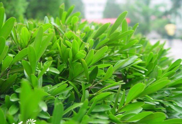雀舌黄杨图片二