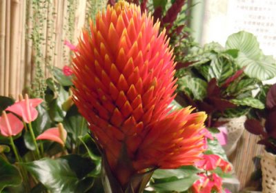 红萼水塔花介绍 红萼水塔花图片集
