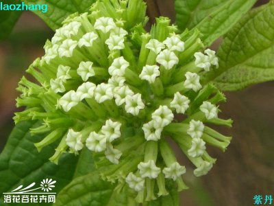 花卉紫丹介绍 紫丹长什么样图