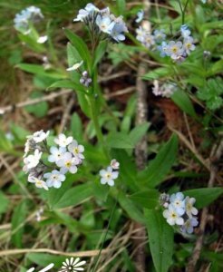 花卉秦岭附地菜详解 秦岭附地菜图片集