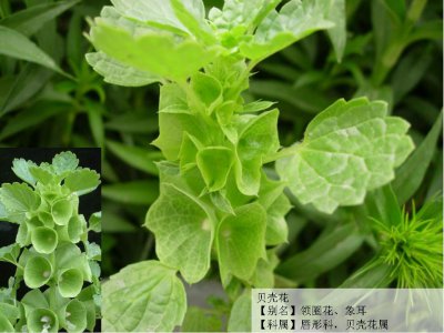 贝壳花介绍 贝壳花图片集