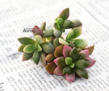 多肉植物吹雪之松锦简介 吹雪之松锦图片大全