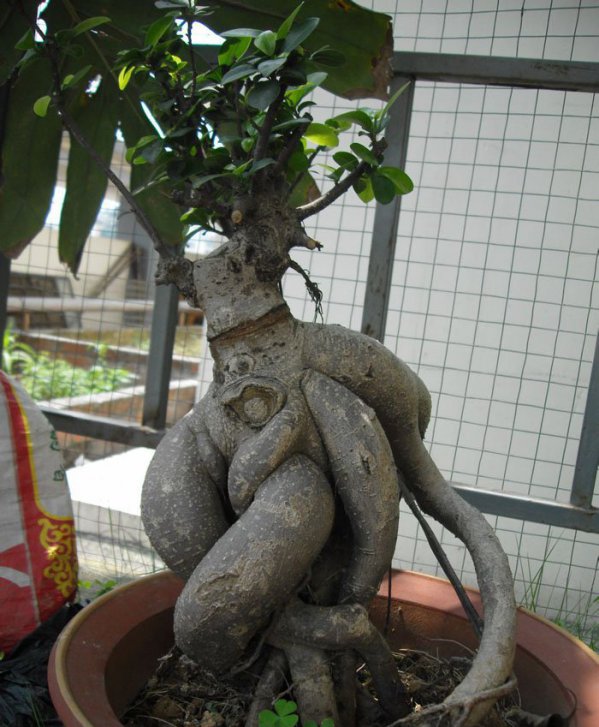 人参榕盆景图片四