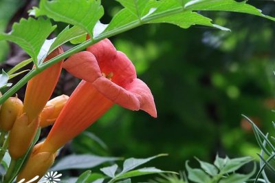 植物厚萼凌霄简介 厚萼凌霄照片图