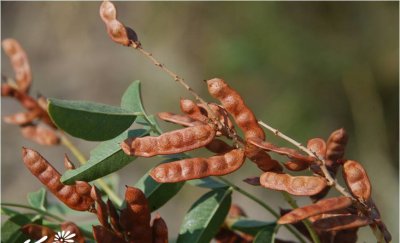 花卉光果甘草简介 光果甘草图片欣赏