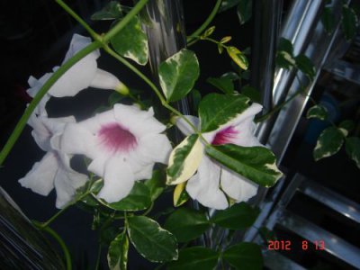 斑叶粉花凌霄简介 斑叶粉花凌霄图片