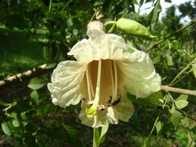 花卉蜡烛果简介 蜡烛果图片欣赏