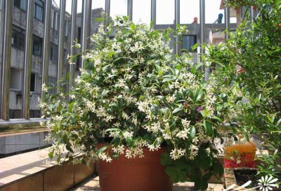茉莉花简介 茉莉花图片大全