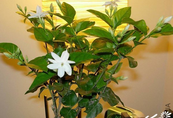 茉莉花图片二
