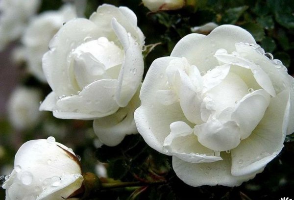 茉莉花图片三