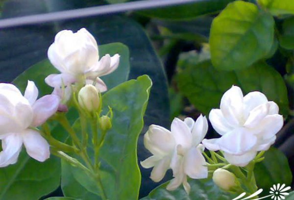 茉莉花图片四
