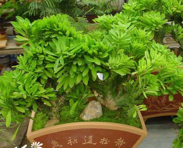 多肉植物麒麟掌简介 麒麟掌图片
