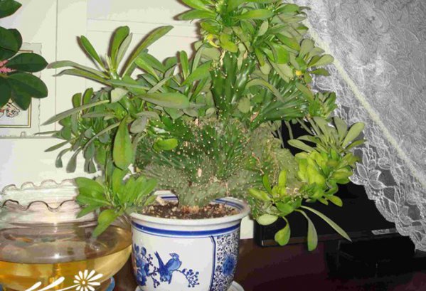 麒麟掌图片四