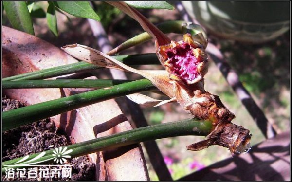 一叶兰开花图片三