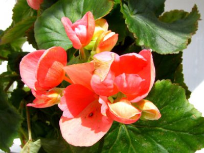 花卉龙翅海棠简介 龙翅海棠图片集