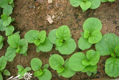 花卉木耳菜介绍 木耳菜图片欣赏