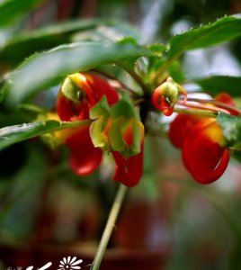 刚果凤仙花介绍 刚果凤仙花图片欣赏