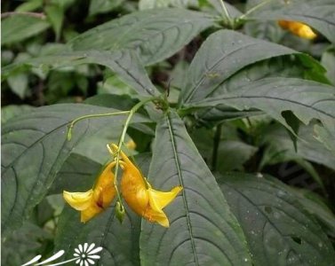 棒凤仙花简介 棒凤仙花照片图