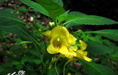 黄花凤仙花简介 黄花凤仙花照片图