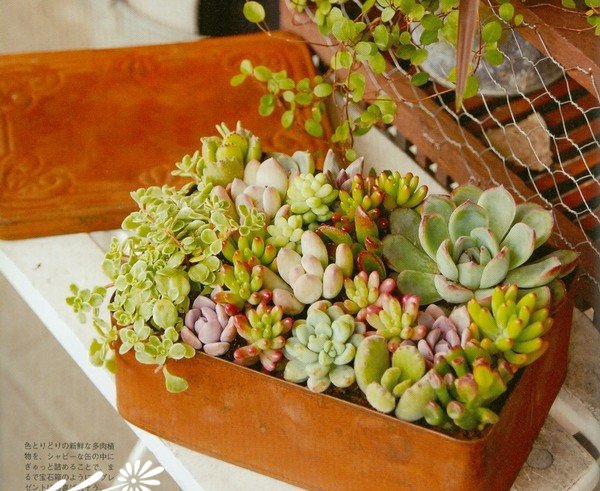多肉植物欣赏图片六
