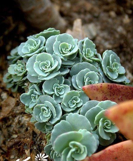 多肉植物欣赏图片七