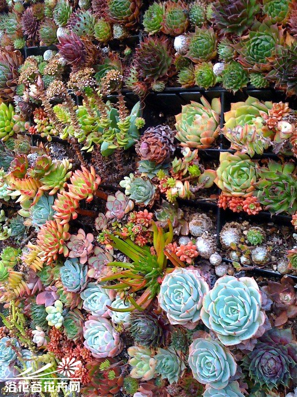 多肉植物欣赏图片九