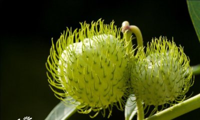 花卉气球果简介 气球果图片大全