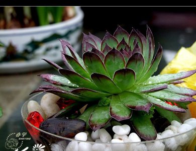 多肉植物景天科观音莲详解 景天科观音莲图片集