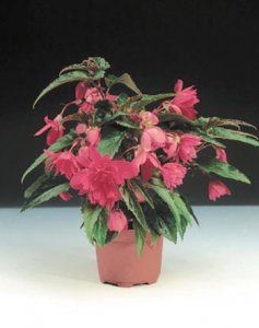 垂花秋海棠详解 垂花秋海棠图片