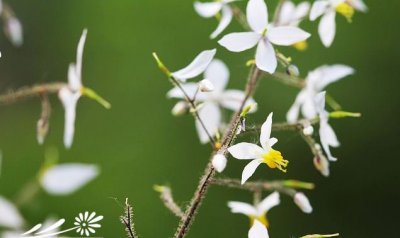 花卉淫羊藿介绍 淫羊藿图片