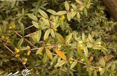 常绿花木长柱小檗简介 长柱小檗图片大全