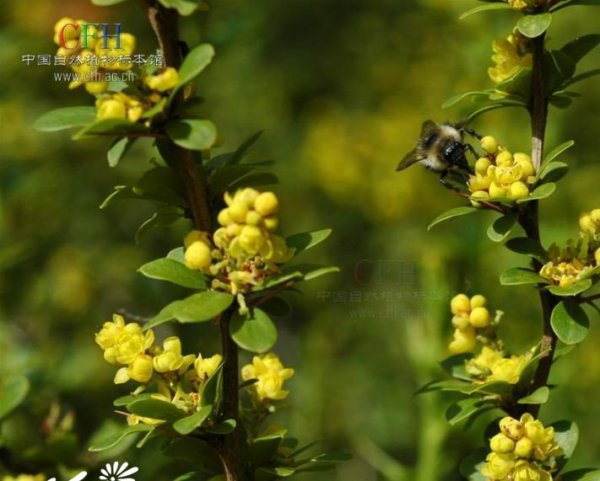 堆花小檗图片二
