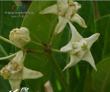 白花牛角瓜详解 白花牛角瓜图片