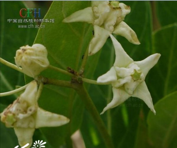 白花牛角瓜图片一