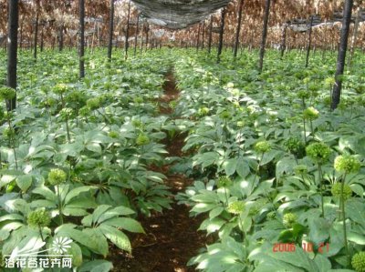 花卉大叶三七介绍 大叶三七图片集