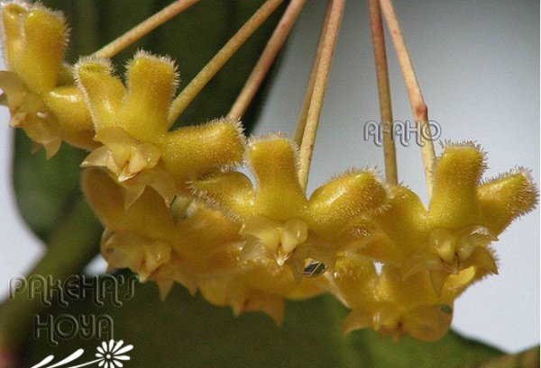 珊瑚红球兰图片四