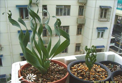 弹簧草（螺旋草）简介 弹簧草（螺旋草）图片大全