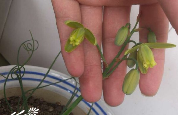 弹簧草（螺旋草）图片四